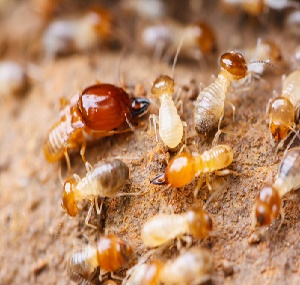 东莞白蚁防治最有效的方法
