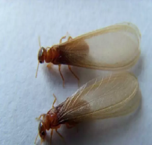 白蚁防治：发现带翅膀的蚂蚁是不是白蚁