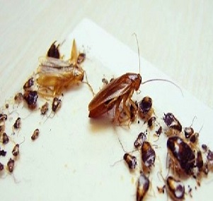 家里有蟑螂怎么彻底防治