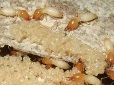 虎门白蚁防治公司白蚁的危害性为什么这么大