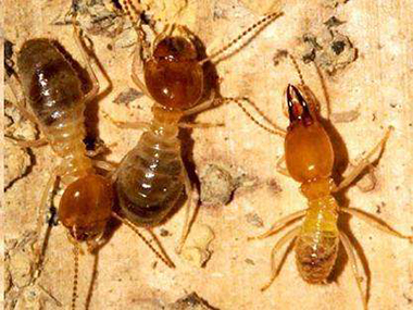 白蚁和蚂蚁有什么区别？厚街杀灭白蚁怎么做