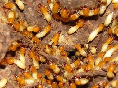 万江白蚁防治预防白蚁分飞期侵害的方法
