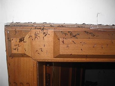 虎门白蚁防专业杀灭白蚁危害房屋的方法