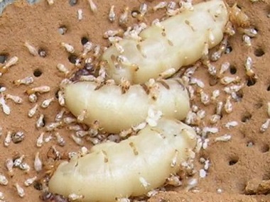 沙田白蚁防治公司处理白蚁危害的两个方法