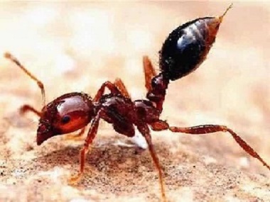 虎门预防白蚁中心发现红火蚁危害应该怎么弄