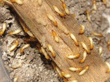 大朗白蚁防治白蚁的寿命有多长？白蚁吃什么？