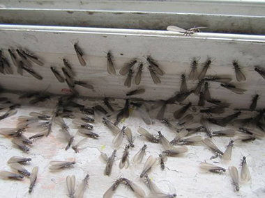 东城白蚁灭治公司怎么预防白蚁飞进家里危害