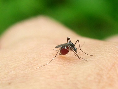 万江消杀虫害公司分享4个方法教你如何灭蚊子防蚊子