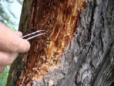 东坑白蚁灭治中心预防白蚁危害杉木应该怎么做