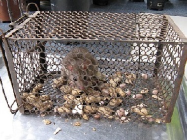 塘厦除虫灭鼠所发现家里有老鼠出现怎么办