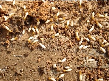 沙田白蚁防治公司令建筑行业谈蚁色变的是什么白蚁