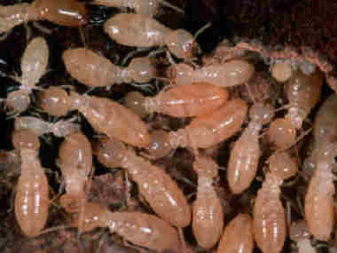 东莞白蚁防治所灭除白蚁，杀死白蚁的有效方法