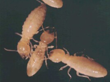 东莞白蚁验收中心提醒您潮湿的卫生间易招白蚁