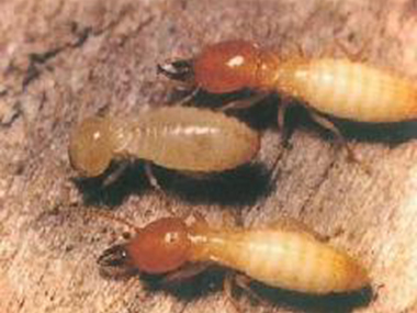 长安预防白蚁中心——白蚁与蚂蚁有什么区别