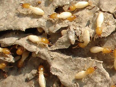 长安白蚁防治机构白蚁危害的常见部位有哪些