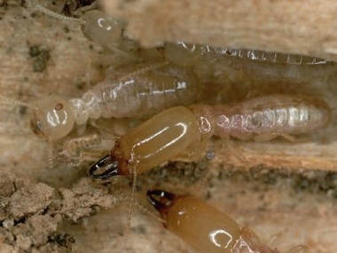 长安白蚁预防公司防治白蚁和管理白蚁的方法