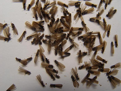 沙田验收白蚁公司如何判断室内黑色飞蚂蚁是不是白蚁
