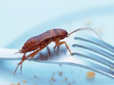 沙田有害生物防控机构该如何下好预防蟑螂的“先手棋”