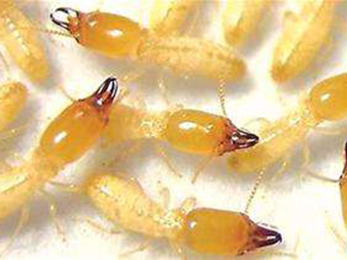 东莞白蚁预防中心家庭白蚁危害的主要表现
