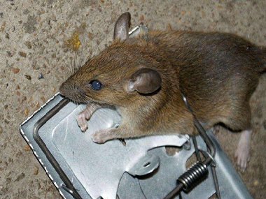 寮步专业灭鼠公司在厨房灭鼠如何放置灭鼠夹
