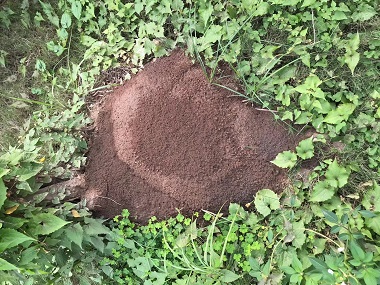 长安红火蚁验收机构红火蚁最怕什么农药，常见防治方法