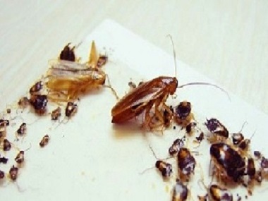 大岭山防控虫害站正确有效杀灭蟑螂的方法