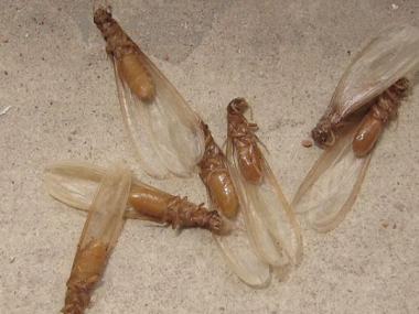 东莞白蚁防治站——如何消灭会飞的白蚁