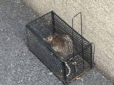 石排除虫灭鼠公司卧室和书房怎样布置捕鼠笼