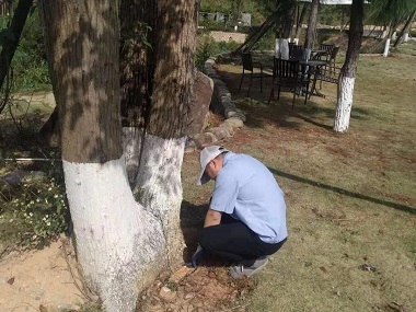 长安专业治白蚁机构如何有效防治杉木白蚁