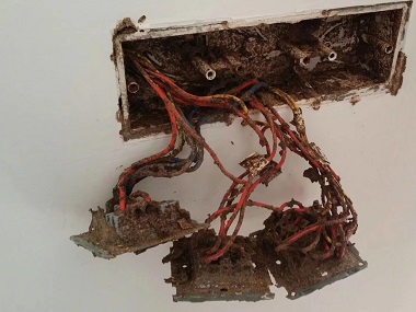 万江白蚁备案中心正确的灭蚁方式是什么