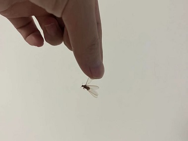 厚街杀灭白蚁公司出现长翅白蚁，务必提高警惕！